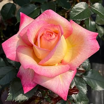 Amazon.co.jp: バラ苗 【エンチャンティッドピース】 (大苗裸苗